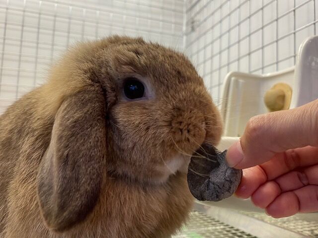 うさぎブログ うさぎのしっぽ公式ブログ 日々しっぽ 夏バテ対策