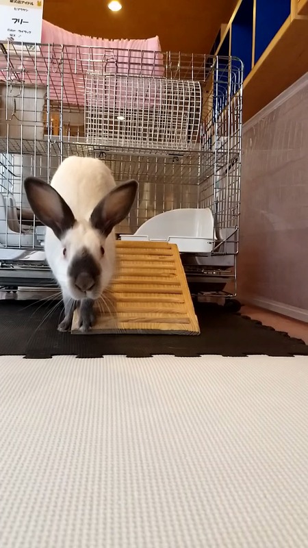 VideoCapture_20190625-124647