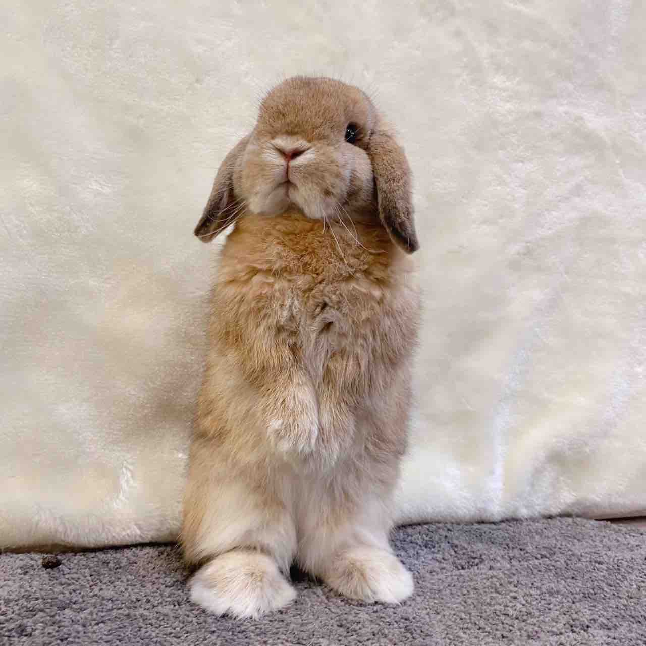 うさちゃんは癒し : うさぎブログ うさぎのしっぽ公式ブログ「日々しっぽ」