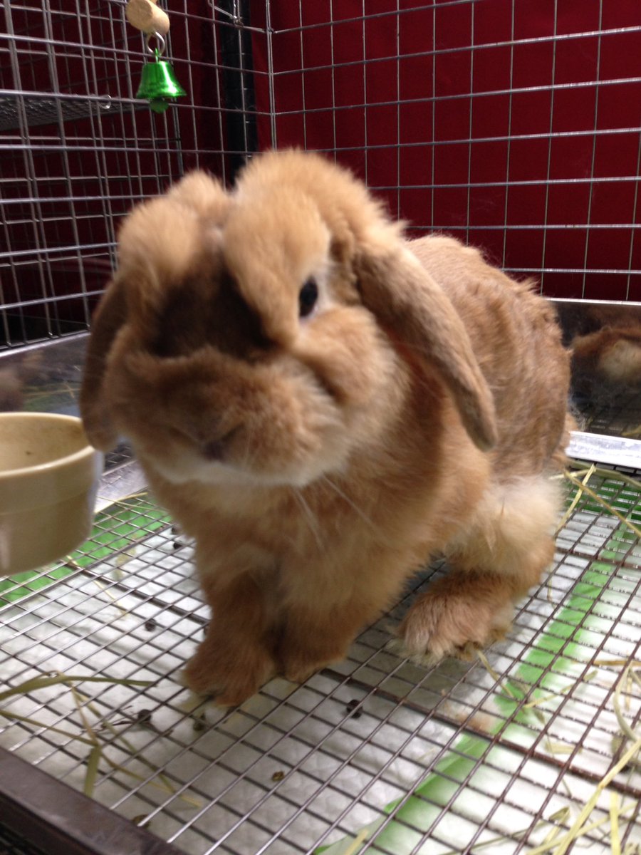 うさぎブログ うさぎのしっぽ公式ブログ 日々しっぽ 大換毛時代