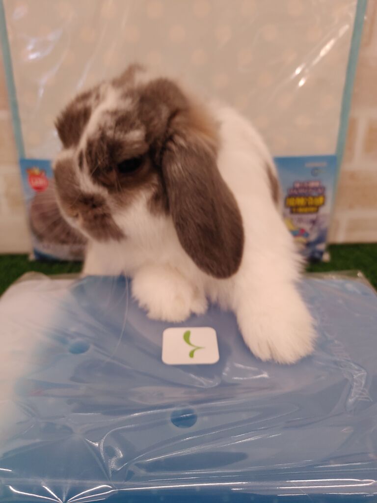 うさぎブログ うさぎのしっぽ公式ブログ 日々しっぽ 毎日暑いですね