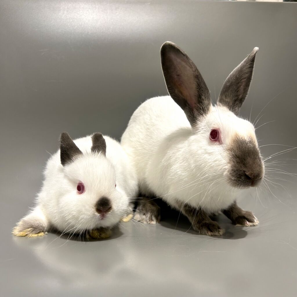 ヒマラヤンって2種類あるの？！ : うさぎブログ うさぎのしっぽ公式