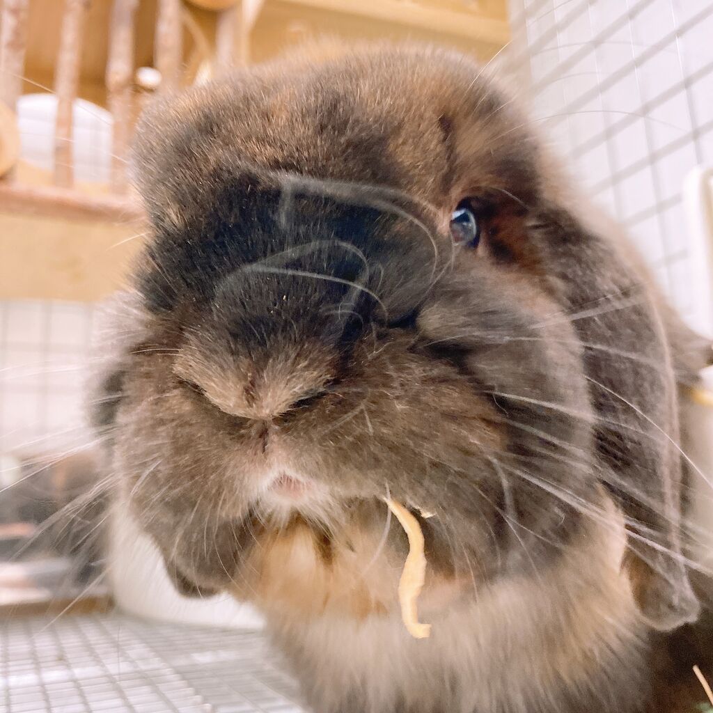 うさぎブログ うさぎのしっぽ公式ブログ 日々しっぽ プルートのグルーミング