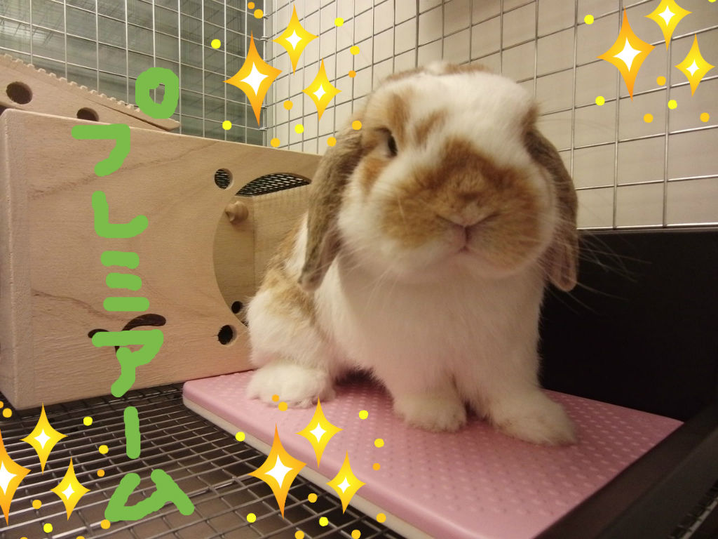 うさぎブログ うさぎのしっぽ公式ブログ 日々しっぽ プレミアムしっぽカード うさぎブログ うさぎのしっぽ公式ブログ 日々しっぽ プレミアムしっぽカード