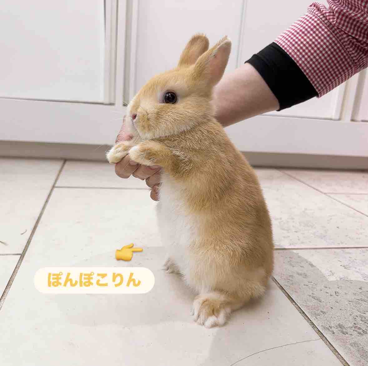 ぶろ子専用　Jiimo ジモ ジイモ　1000% バレエうさぎの想い出　黄色 想い出プロジェクトin恵比寿店 : うさぎブログ うさぎのしっぽ公式