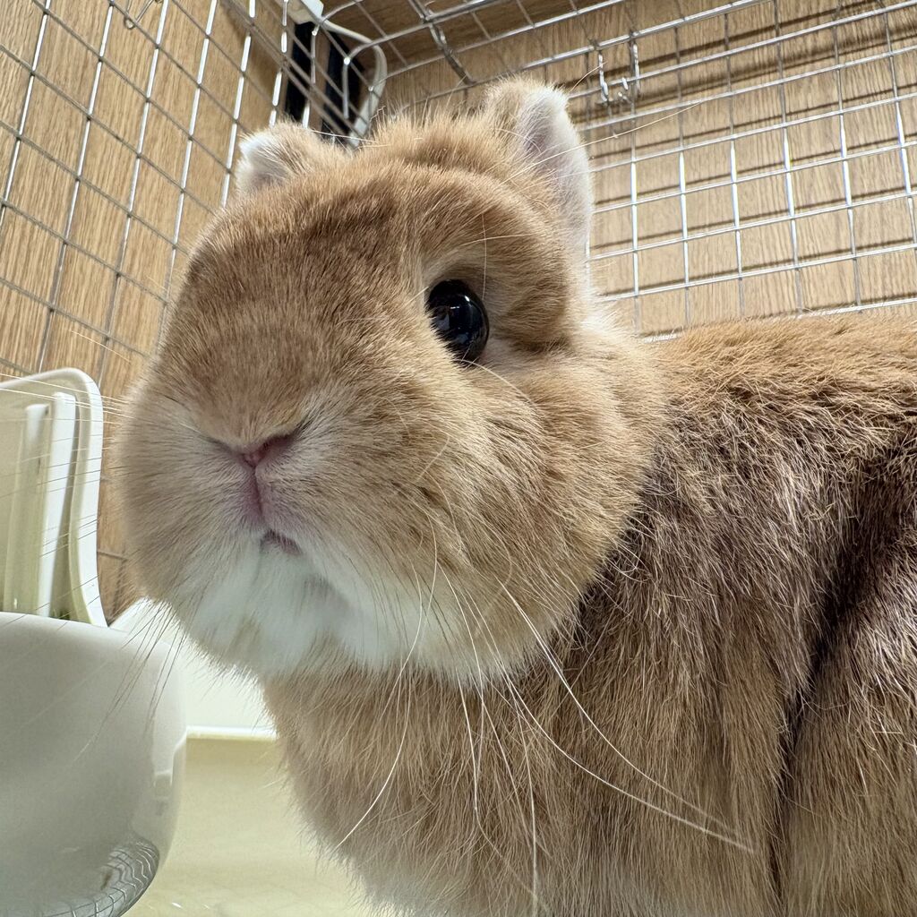 元ママのネザーちゃん！ : うさぎブログ うさぎのしっぽ公式ブログ