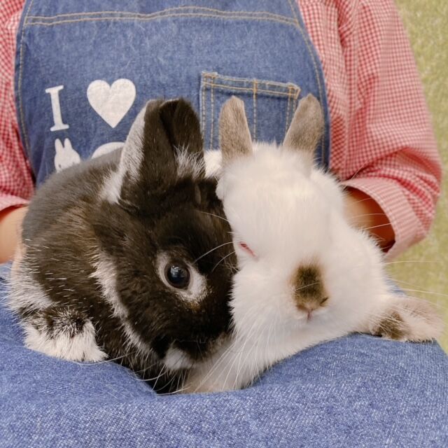 うさぎブログ うさぎのしっぽ公式ブログ 日々しっぽ 今週の新入りうさちゃんご紹介