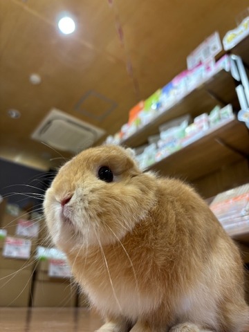 セール二日目！！ : うさぎブログ うさぎのしっぽ公式ブログ「日々しっぽ」