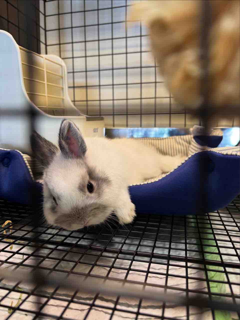 思い出プロジェクトin吉祥寺店 : うさぎブログ うさぎのしっぽ公式