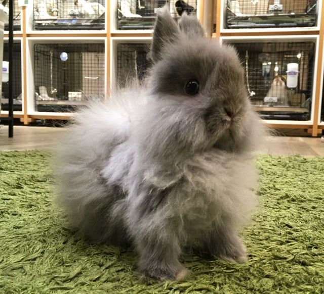ふわふわもこもこファジーさん♪ : うさぎブログ うさぎのしっぽ公式