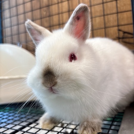 柴又店の新入りうさちゃんをご紹介！ : うさぎブログ うさぎのしっぽ