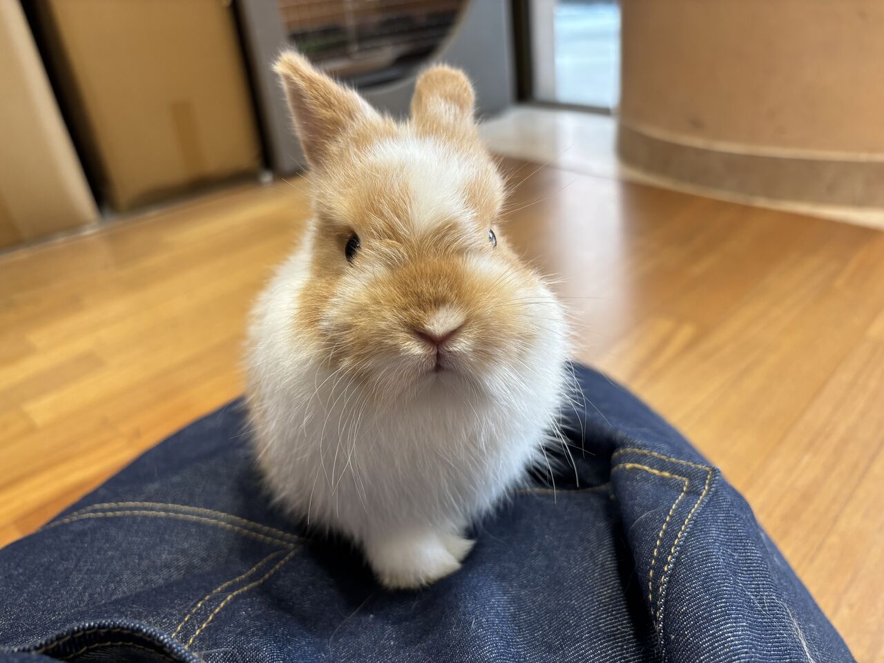 まんまるちゃん♪ : うさぎブログ うさぎのしっぽ公式ブログ「日々しっぽ」