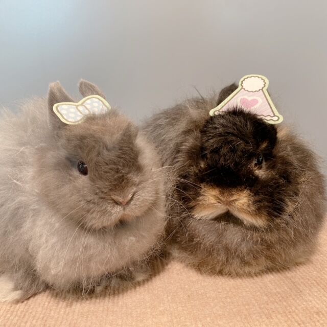 うさぎブログ うさぎのしっぽ公式ブログ 日々しっぽ 横浜店 Livedoor Blog ブログ
