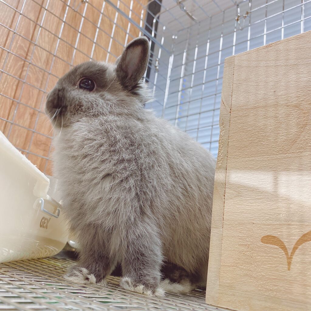 アメリカから来たうさちゃん！ : うさぎブログ うさぎのしっぽ