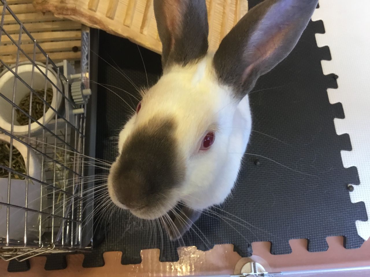 うさぎブログ うさぎのしっぽ公式ブログ 日々しっぽ 今日も元気なフリー君 うさぎブログ うさぎのしっぽ公式ブログ 日々しっぽ 今日も元気なフリー君