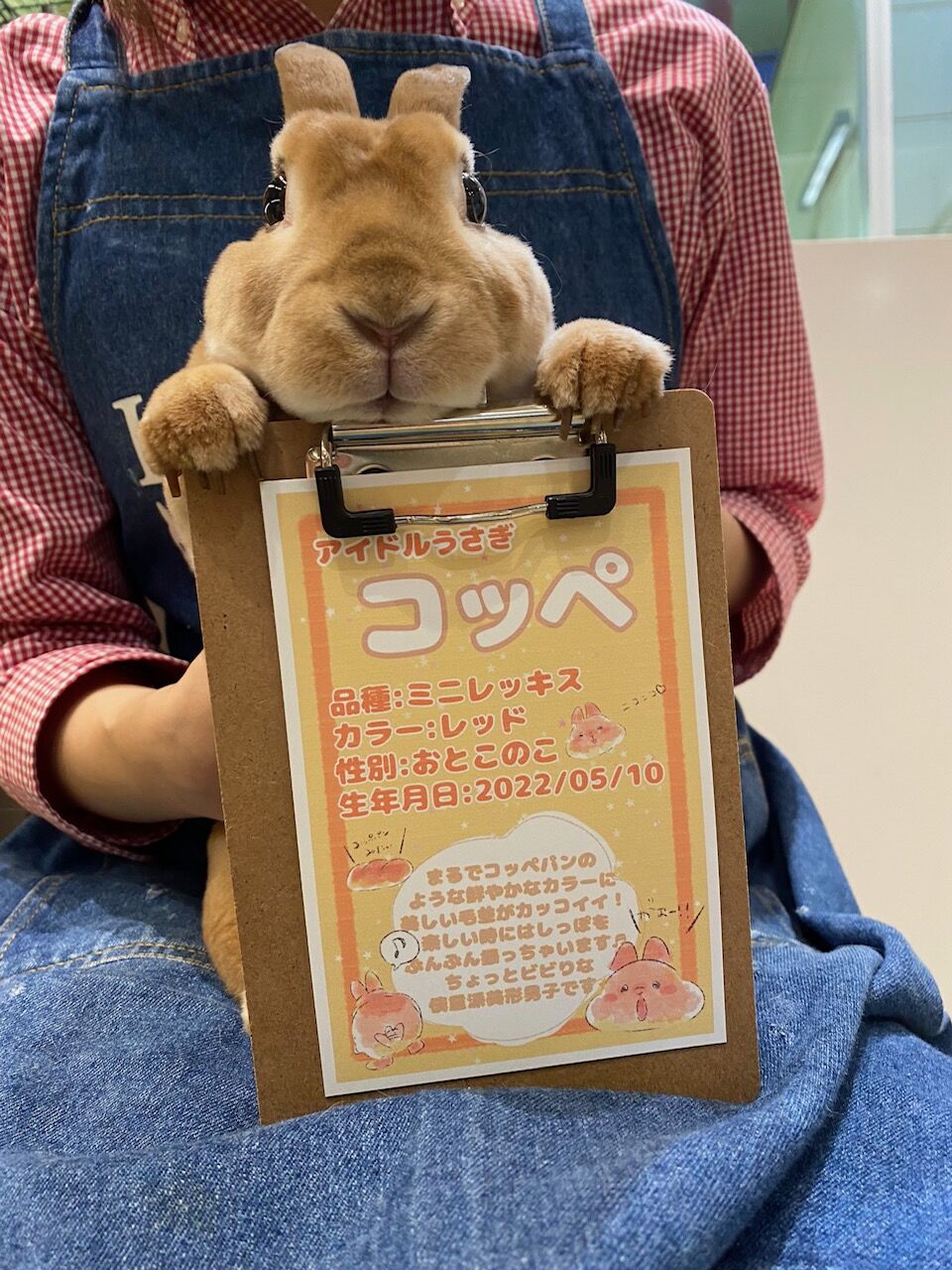 ニューアイドルとニュー撮影ブース！ : うさぎブログ うさぎのしっぽ