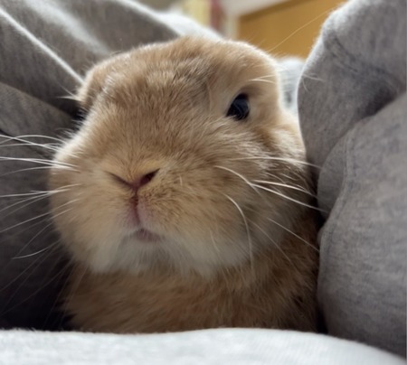 最新の写真を表示