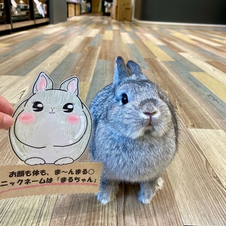 まん丸ウサギ まんまるうさぎのまるちゃん♪ : うさぎブログ うさぎのしっぽ公式