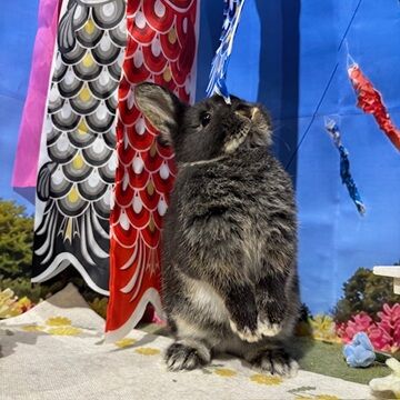 NEW子ウサギちゃん達 : うさぎブログ うさぎのしっぽ公式ブログ「日々