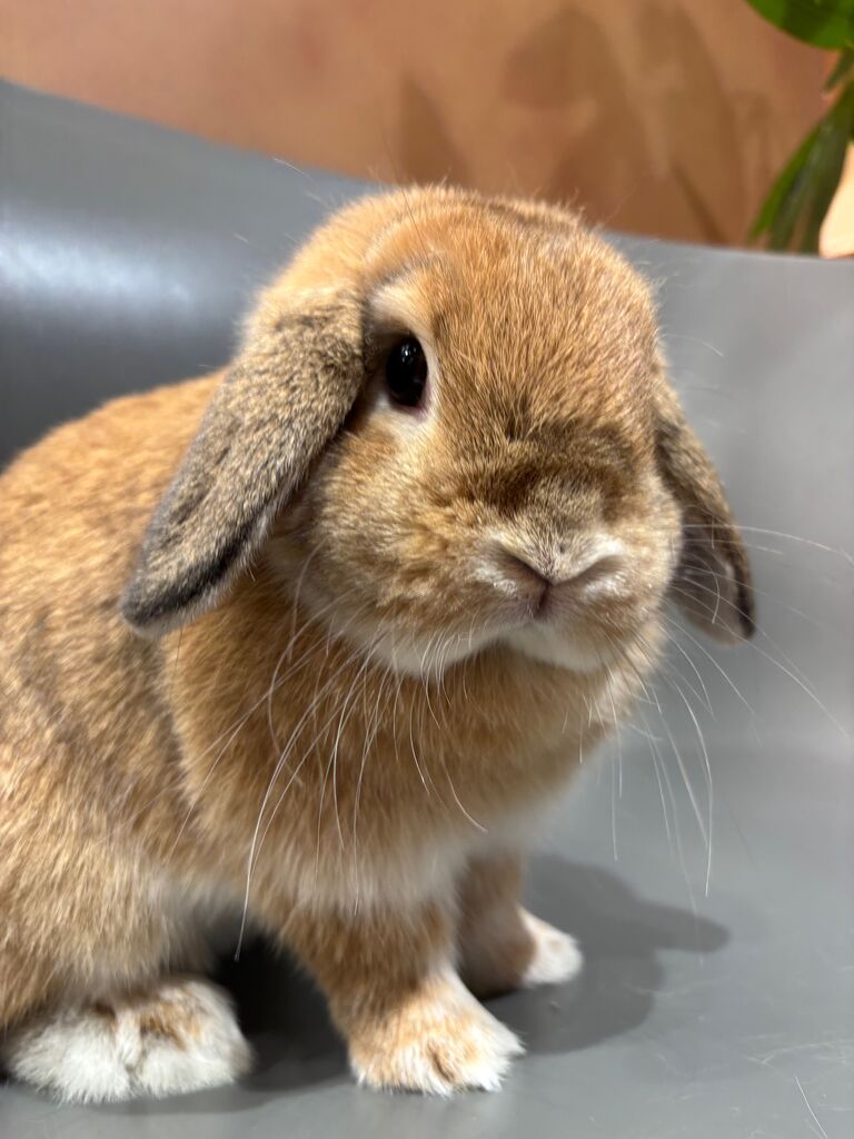 3種のショートミックス : うさぎブログ うさぎのしっぽ公式ブログ