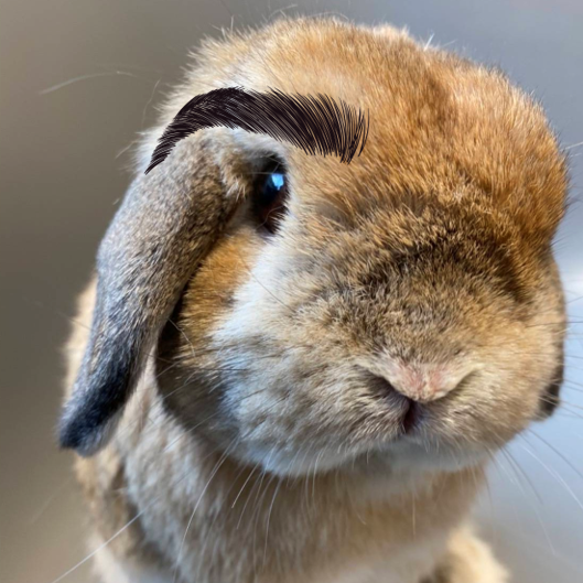 お見合いから始まる多頭飼いの魅力! : うさぎブログ うさぎの お見合いから始まる多頭飼いの魅力! : うさぎブログ うさぎの