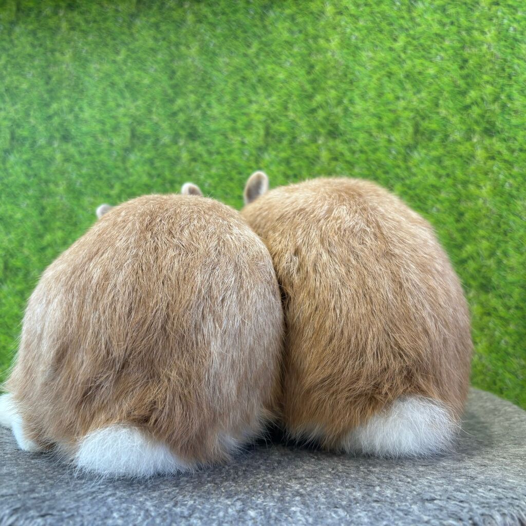 きょうだいうさぎさんたち : うさぎブログ うさぎのしっぽ公式