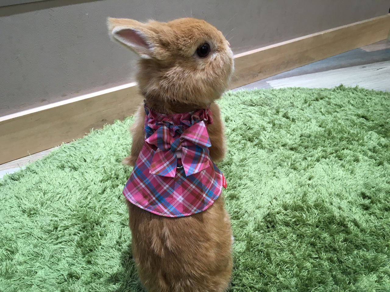 うさぎブログ うさぎのしっぽ公式ブログ 日々しっぽ ハーネスのご紹介