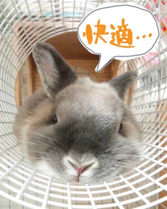 うさぎブログ うさぎのしっぽ公式ブログ 日々しっぽ クラフト教室