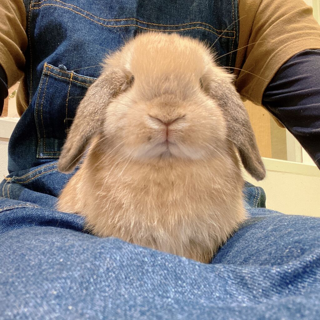 うさぎブログ うさぎのしっぽ公式ブログ 日々しっぽ うさちゃん紹介 うさぎブログ うさぎのしっぽ公式ブログ 日々しっぽ うさちゃん紹介