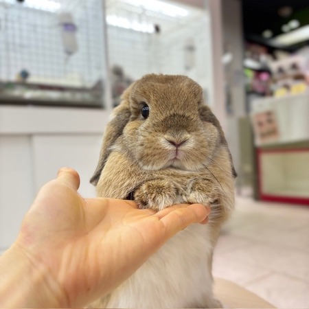 おれんじまみれ : うさぎブログ うさぎのしっぽ公式ブログ「日々しっぽ」