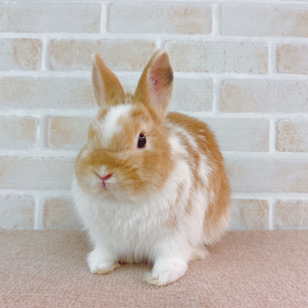 恵比寿店おすすめうさちゃん♪ : うさぎブログ うさぎのしっぽ公式