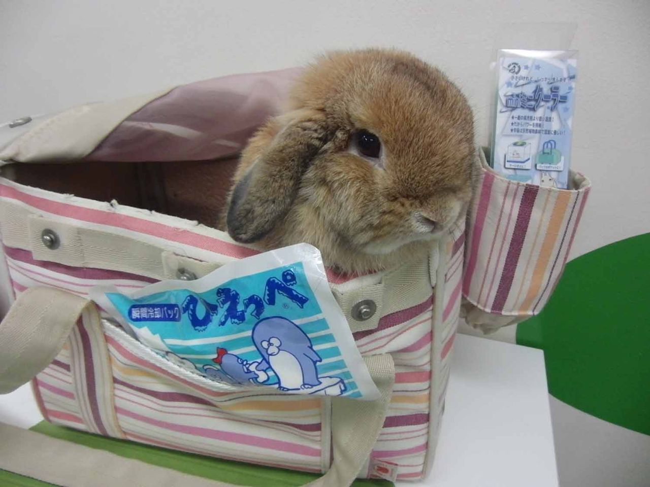 うさぎブログ うさぎのしっぽ公式ブログ 日々しっぽ 夏の移動は要注意 うさぎブログ うさぎのしっぽ公式ブログ 日々しっぽ 夏の移動は要注意