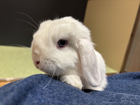 ¥Ö¥ë¡¼¥¢¥¤2