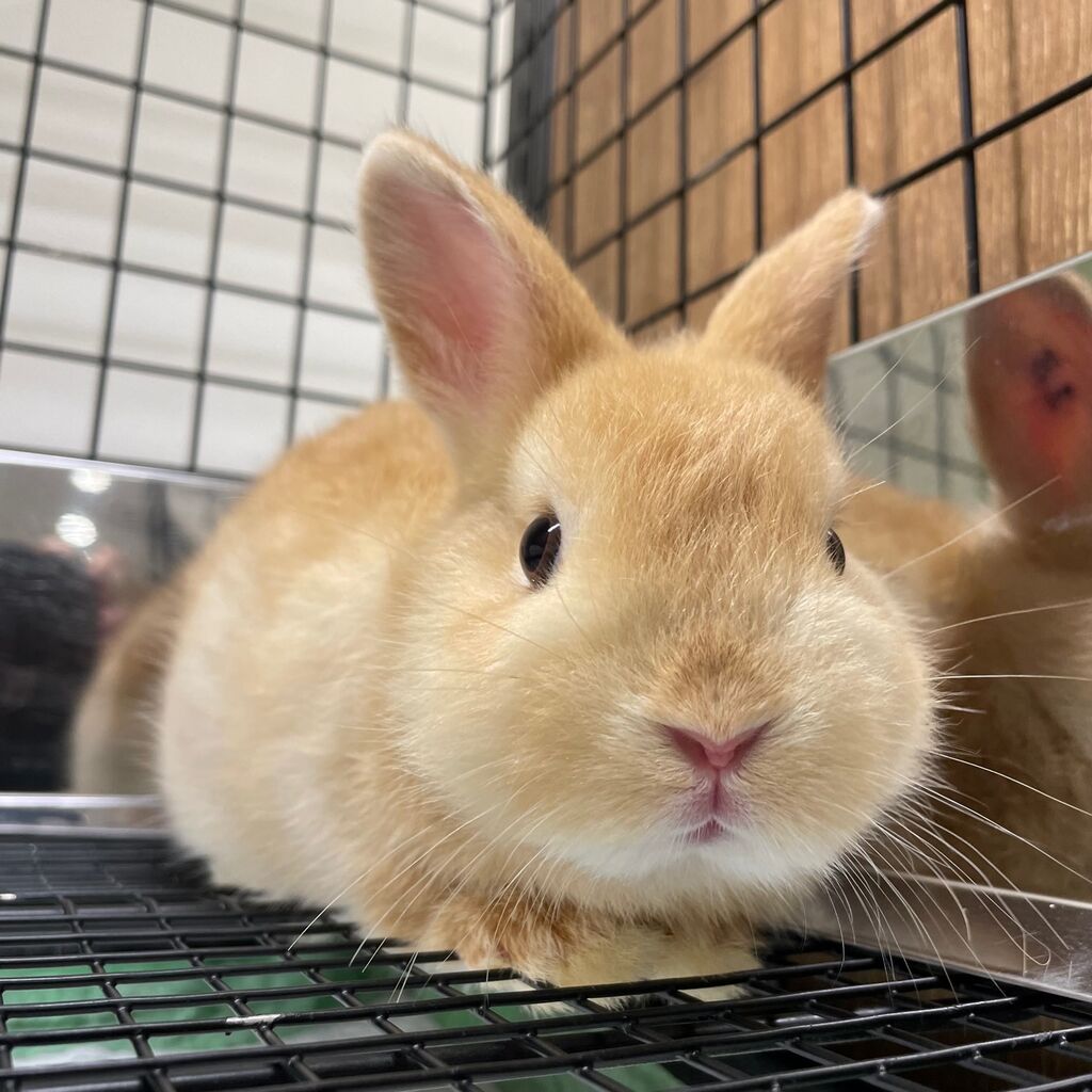 新入りちゃん達がきました！ : うさぎブログ うさぎのしっぽ公式ブログ