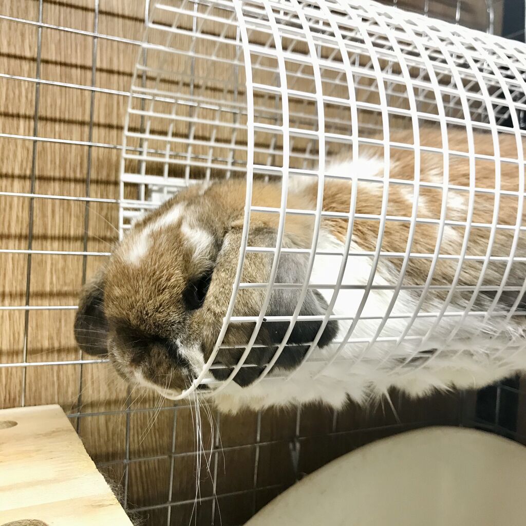 ケージアレンジいろいろ : うさぎブログ うさぎのしっぽ公式