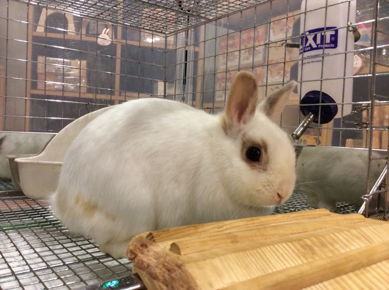 うさぎブログ うさぎのしっぽ公式ブログ 日々しっぽ 遊んじゃうぞっ