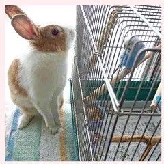 きなこちゃんとちびちゃん