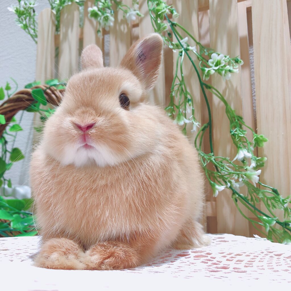 かわいいうさちゃんデビュー☆ : うさぎブログ うさぎのしっぽ