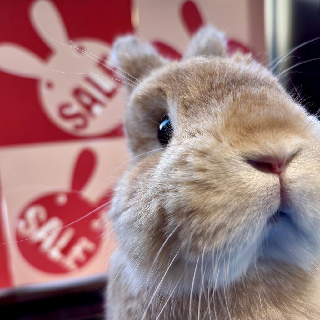 うさぎ。ページ GEX（ジェックス） クリアフロント80 飼育ケージ ケージ ゲージ