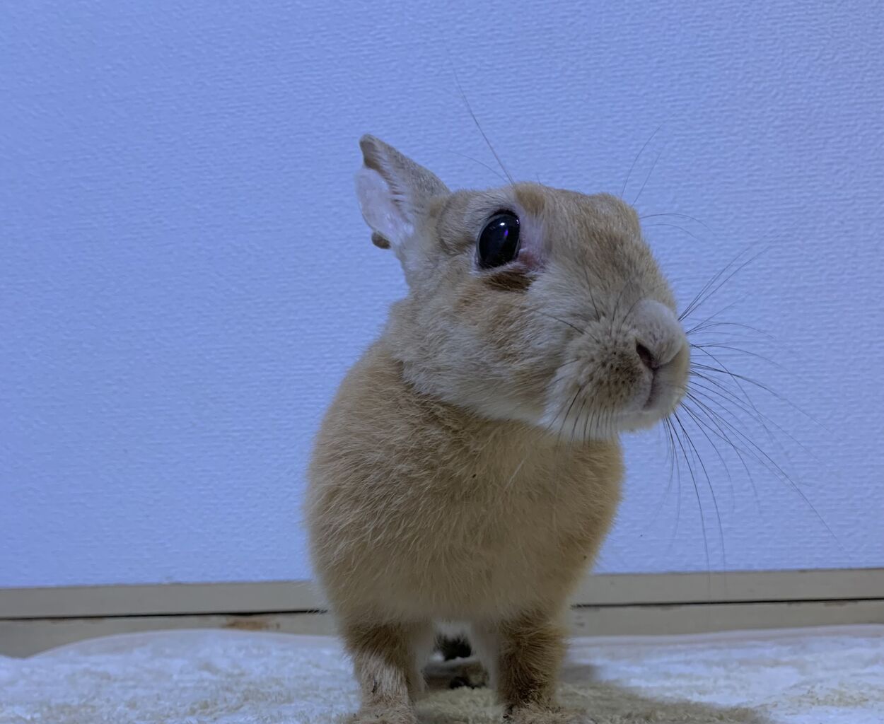 うさぎブログ うさぎのしっぽ公式ブログ 日々しっぽ おうちの子のお話 うさぎブログ うさぎのしっぽ公式ブログ 日々しっぽ おうちの子のお話