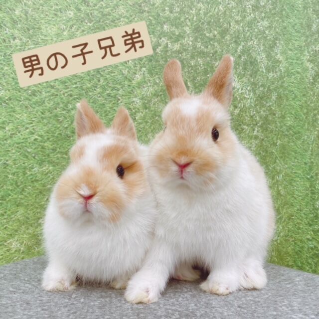 新入りうさちゃんデビューしました♪ : うさぎブログ うさぎのしっぽ