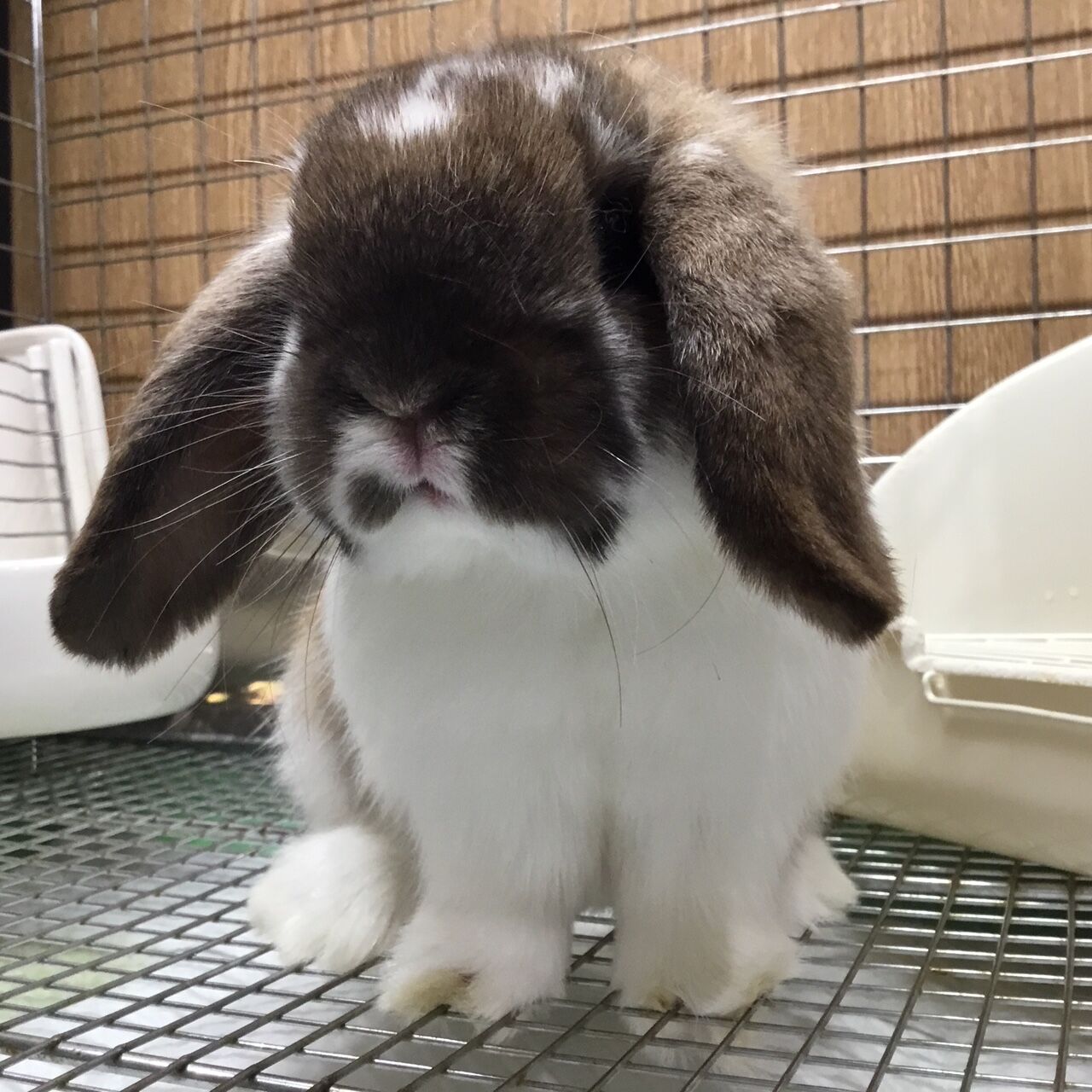 うさぎブログ うさぎのしっぽ公式ブログ 日々しっぽ 本日デビューの洗足店新入りうさちゃん うさぎブログ うさぎのしっぽ公式ブログ 日々しっぽ 本日デビューの洗足店新入りうさちゃん