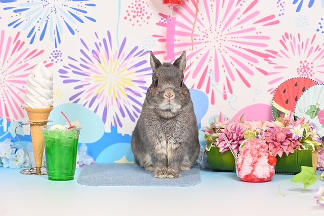 ハロフォト撮影会のご案内 : うさぎブログ うさぎのしっぽ公式ブログ