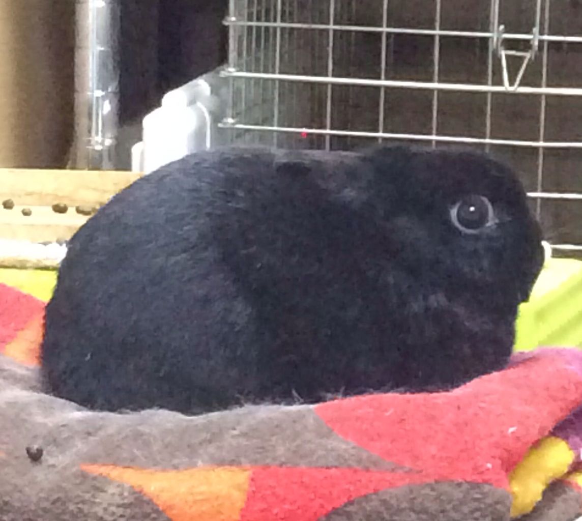 うさぎブログ うさぎのしっぽ公式ブログ 日々しっぽ 冬季オリンピックもあと少し