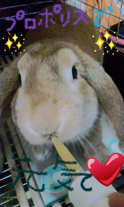 うさぎブログ うさぎのしっぽ公式ブログ 日々しっぽ 夏バテ防止 うさちゃん編