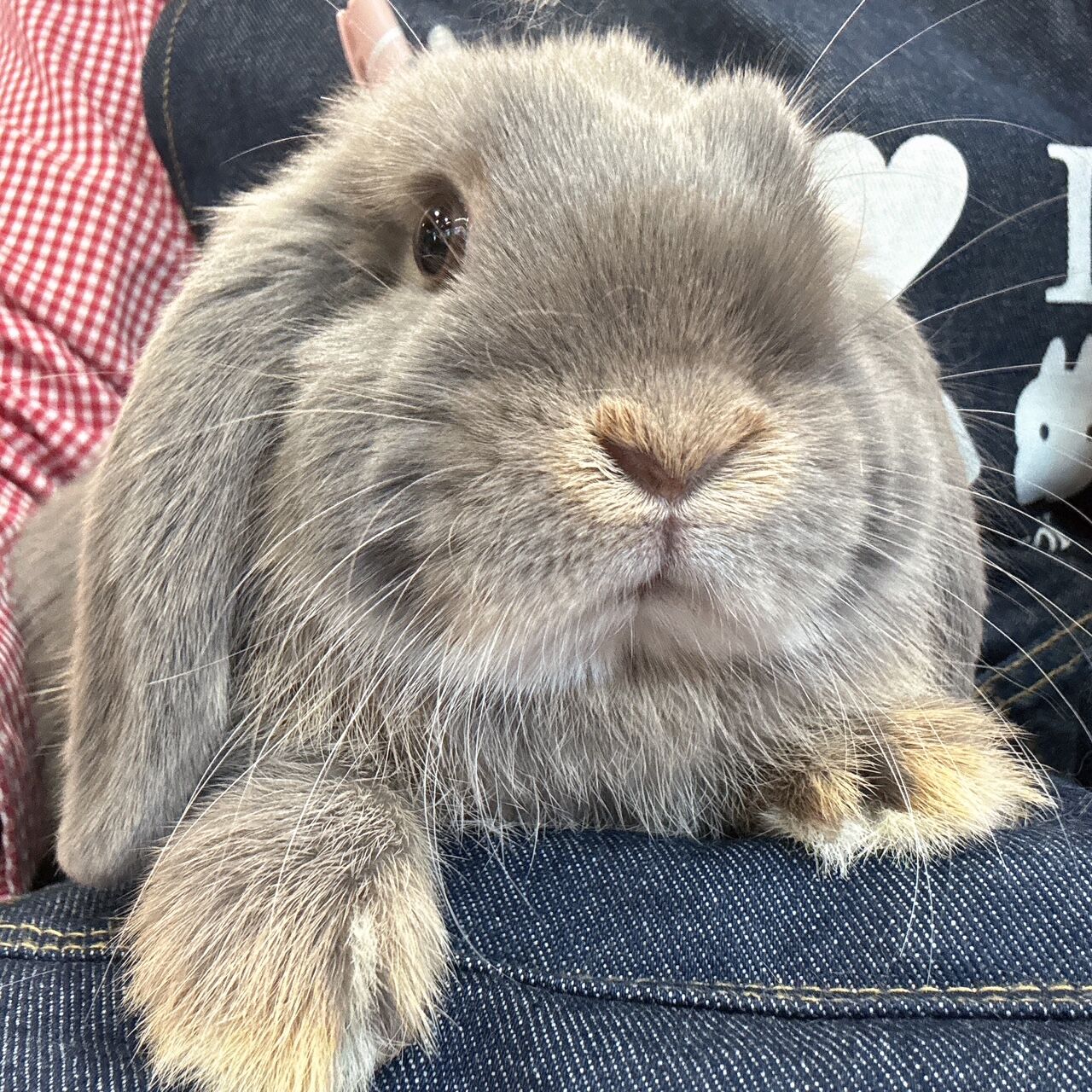 新入りうさちゃんをご紹介♡ : うさぎブログ うさぎのしっぽ公式ブログ