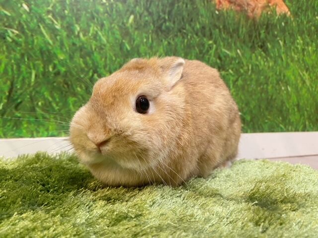 ネザー戦隊オレンジャーズ-2.0- : うさぎブログ うさぎのしっぽ公式