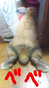 BlogPaint
