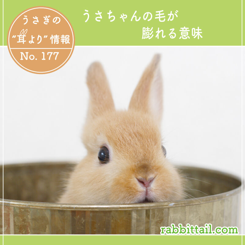 うさぎブログ うさぎのしっぽ公式ブログ 日々しっぽ うさぎの耳より情報 Livedoor Blog ブログ
