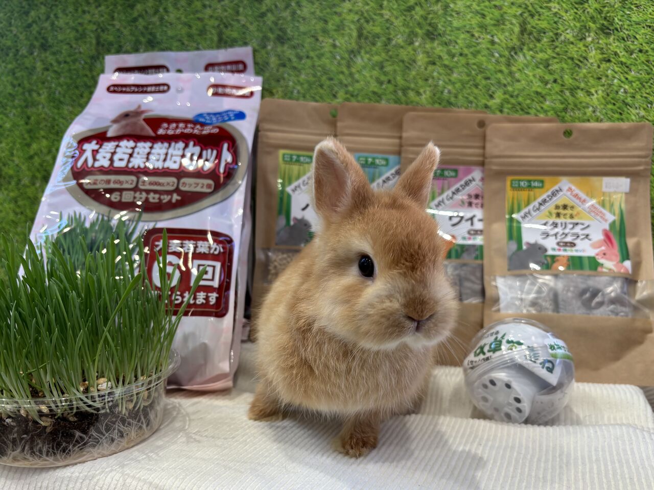 おやつを育てよう♪ : うさぎブログ うさぎのしっぽ公式ブログ「日々